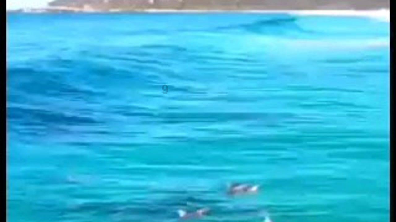 蚊子猎手